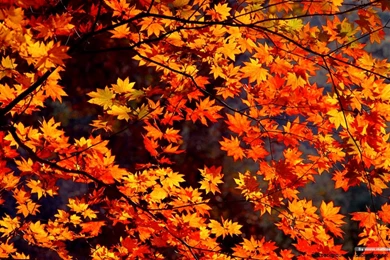 Fall Desktop Wallpapers Widescreen
