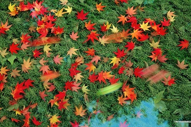 Autumn Tints   Beautiful Fall Leaves Widescreen Wallpapers ...