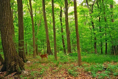 Deer In The Forest Wallpapers