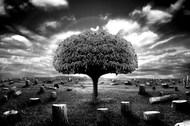 TOP 15 Black And White Wallpapers