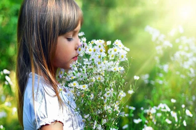 Flower Field Wallpapers   Crazy Frankenstein