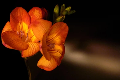 FREESIA FOR ALL THE LADIES WALLPAPER   (