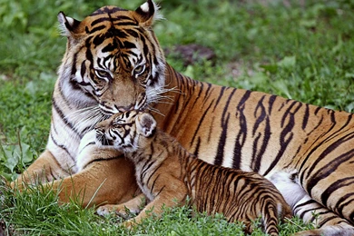 Download Wallpapers 3840x2400 Tiger, Cub, Down, Family, Care, Baby ...