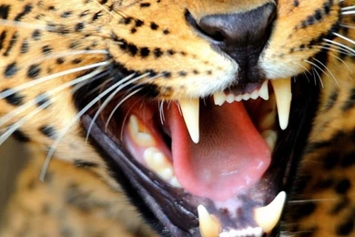 iPhone 6 Cheetah Wallpapers HD, Desktop Backgrounds 750x1334 ...