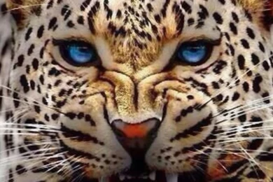 Angry Leopard Brilliant Blue Eyes Flashing   Big Cats