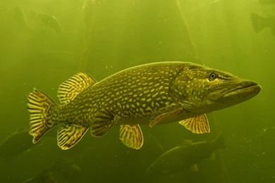 2 Northern Pike HD Wallpapers