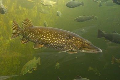 Northern Pike Photo And Wallpaper. Cute Northern Pike Pictures