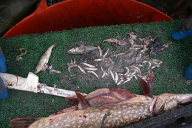 Alaska Sustainable Salmon Fund