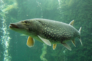 Esociformes Northern Pike