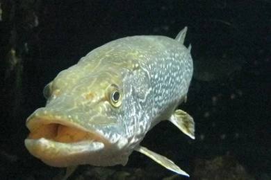 Northern Pike 2 By Iexwba On DeviantArt