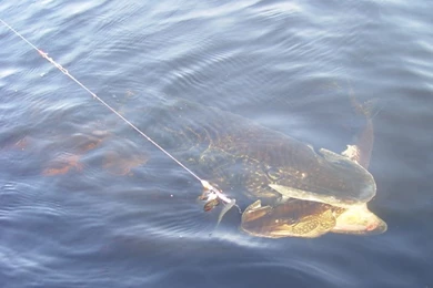 Giant Northern Pike (Fish For Those Who Don't Know)
