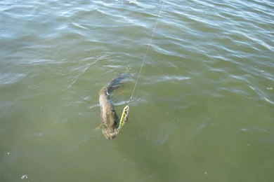 Northern Pike Caught On A Zara Spook