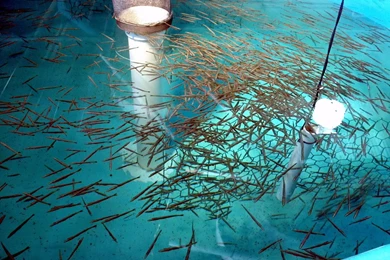 The Hackettstown Hatchery Centennial Celebration NJFishing.com ...