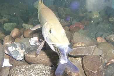 Northern Pike – Esox Lucius   Fish