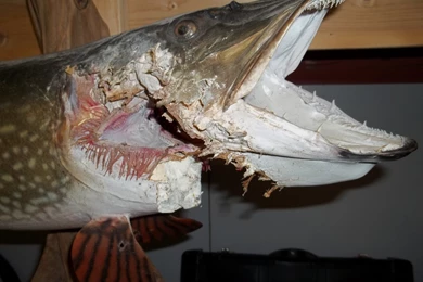 Major Fish Repair Northern Pike Artificial Head And Fins