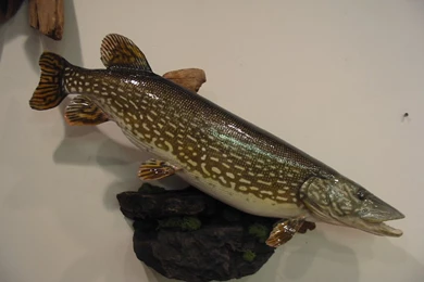 The Week In Fish Pictures~ Year 2