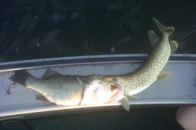 Northern Pike