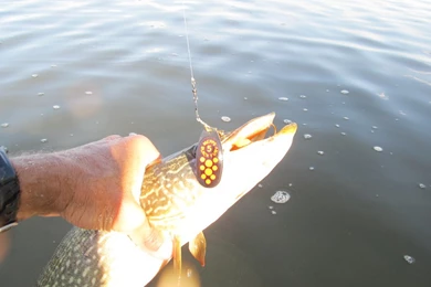 Northern Pike Wallpaper Images