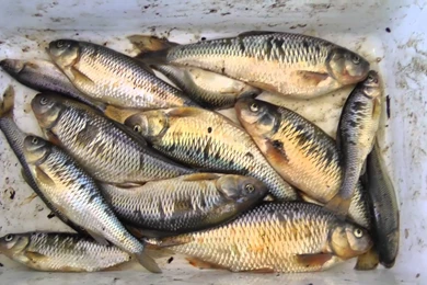 Salted Chubs Or Shiners Catch Giant Northern Pike N Catfish ...