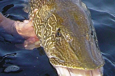 Kingofwallpapers.com Pike Page 1