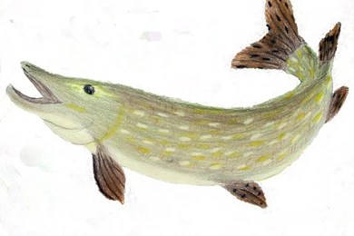 Northern Pike By Melo the bat On DeviantArt