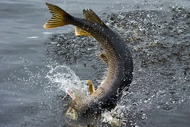 Fishing For Monster Pike At Midnight Sun Trophy Pike Adventures In ...