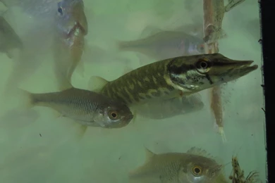 Athens Nature Journal: Sites: Near Drama At The Doxatos Canal Fish ...