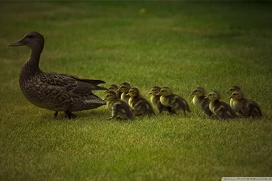 Mom And Baby Ducks HD Desktop Wallpapers : High Definition : Mobile