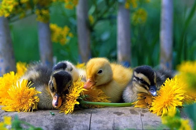Little Duckling Wallpapers