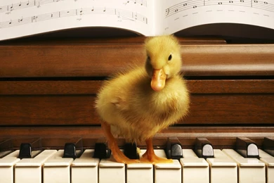 Lovely Duck Wallpapers HD   HD Images New