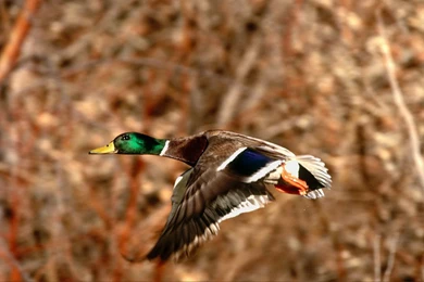 Free Ducks Close up High definition Desktop Wallpapers － Animal ...