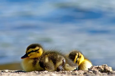 Duck 1920x1200 Wallpapers – Animals Ducks HD Desktop Wallpapers