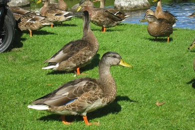 Ducks: Ducks Park Grass Colors Stones Water Summer Free Download ...