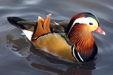 Ducks: Real Body Art Animal Colours Water Duck Free Download ...