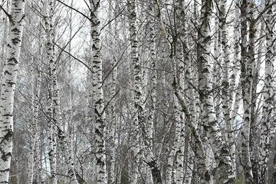Birch Wood Wallpapers 01.jpeg, HD Desktop Wallpapers