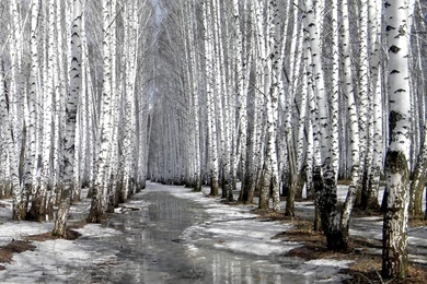 Birch Wood Wallpapers 02, HD Desktop Wallpapers