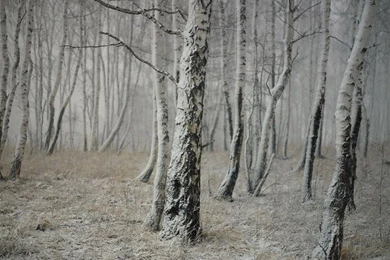 HillsPix: Birchwood Trees