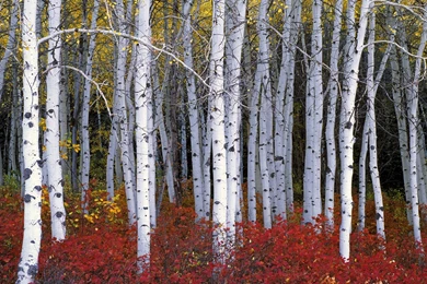 Nature, Wood, Trees, Forest, Leaves, Birch, Branch, Fall ...