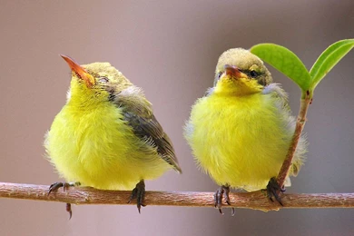I'm Not Talking To You!   Beautiful Birds Wallpapers
