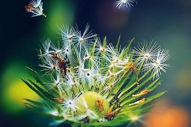 Seeds iPhone 5s Wallpapers