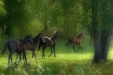 Free Download Wallpapers Screensavers   Wallpapers HD Wide