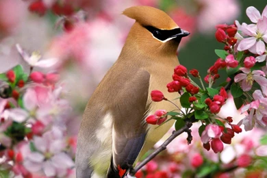 Free Best Screensavers: Free Wallpapers And Screensaver For Mobile