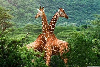 Giraffes, Africa HD Desktop Wallpapers : High Definition ...