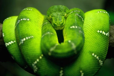 Nature Wallpapers   Animals, Snakes