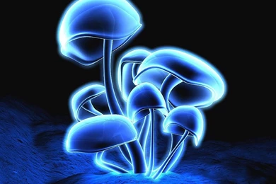 Shroom Backgrounds   Wallpapers Cave