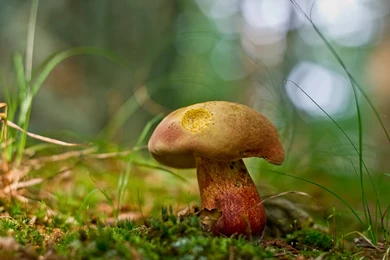 304 Mushroom HD Wallpapers