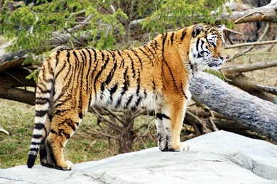 Wallpapers Tagged With WIDESCREEN