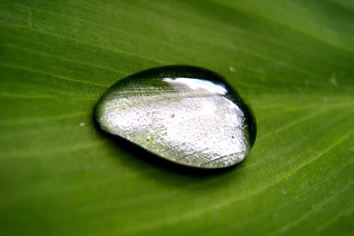 Close Up Waterdrop On Leaf Desktop Wallpapers