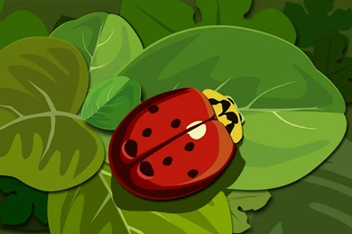 Red Ladybug On Green Leaves Desktop Wallpapers