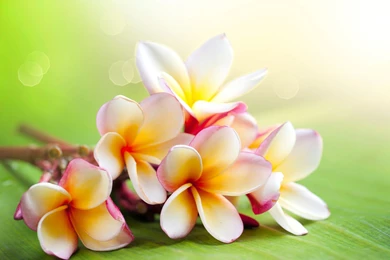 Hawaiian Desktop Wallpapers